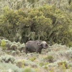 Ein Afrikanischer Büffel - neben den Elefanten der Hauptgrund für unsere bewaffnete Begleitung.