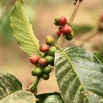 Die Bauern bauen auf dem Feldern um das Moor unter anderem Robusta-Kaffee an.