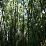 Der Aufstieg beginnt im natürlichen Bambuswald.